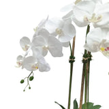 White Orchid Plant in Round Shiny Gold Vase