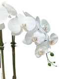 White Orchid Plant in Round Shiny Gold Vase