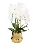 White Orchid Plant in Round Shiny Gold Vase