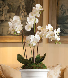 Phalaenopsis Orchid Drop-In 30