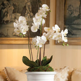 Phalaenopsis Orchid Drop-In 30"- White