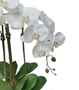 White Orchid Plant in Round Shiny Gold Vase