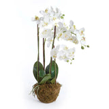 Phalaenopsis Orchid Drop-In 30"- White